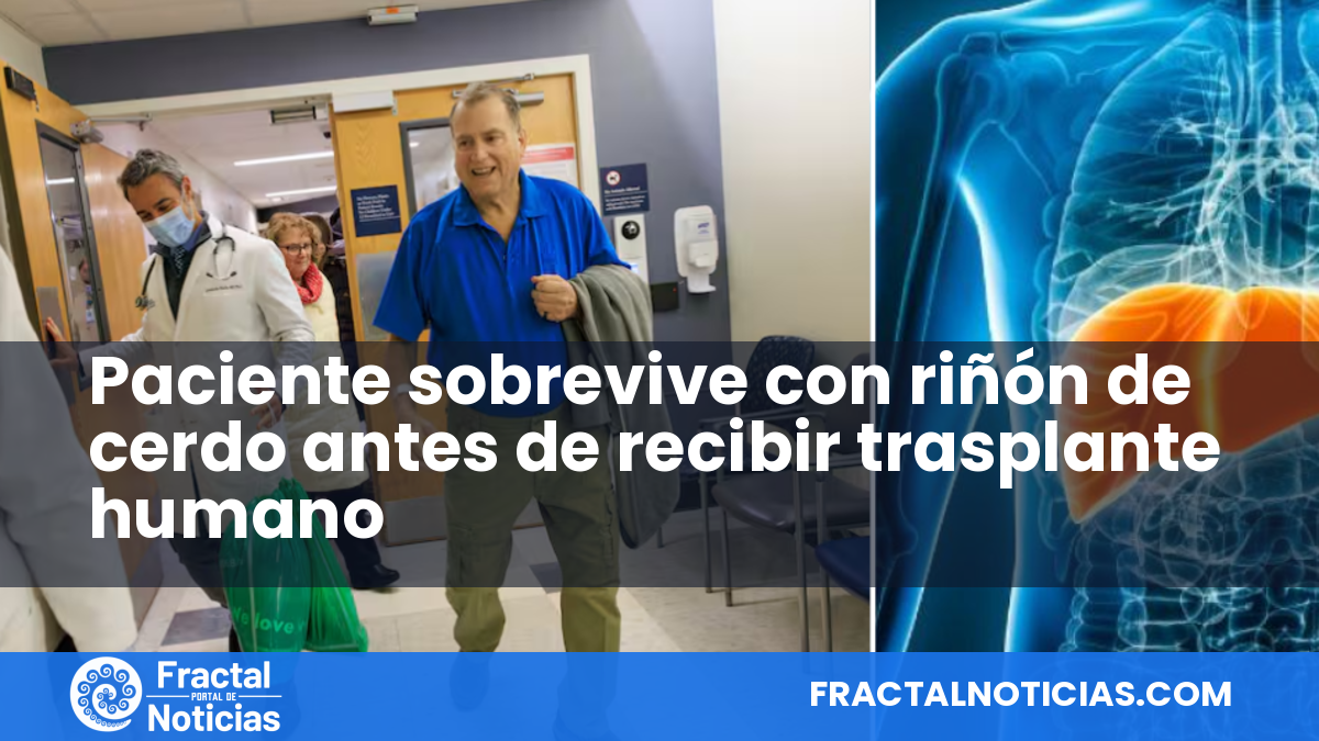 Paciente sobrevive con riñón de cerdo antes de recibir trasplante humano — Fractal Noticias