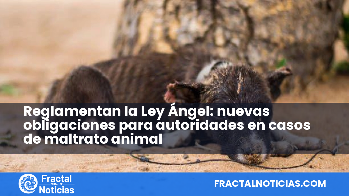 Reglamentan la Ley Ángel: nuevas obligaciones para autoridades en casos de maltrato animal — Fractal Noticias
