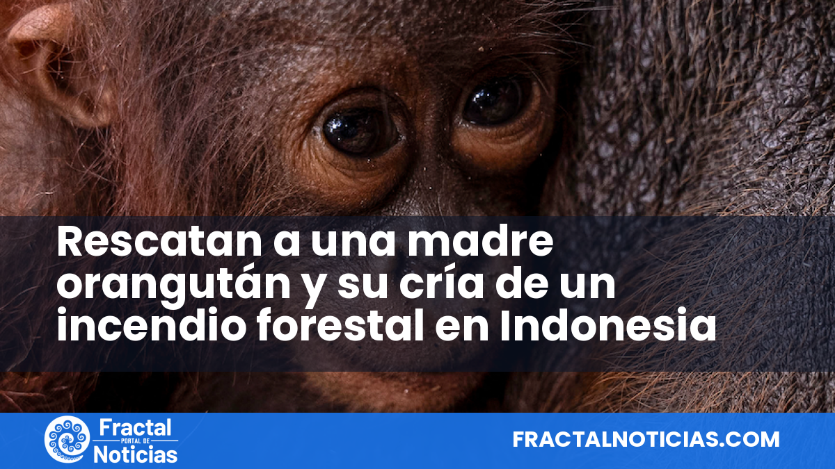 Rescatan a una madre orangután y su cría de un incendio forestal en Indonesia — Fractal Noticias